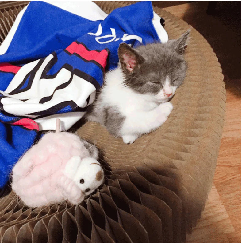 The "Magic Organ" Shape-Shifting Scratcher