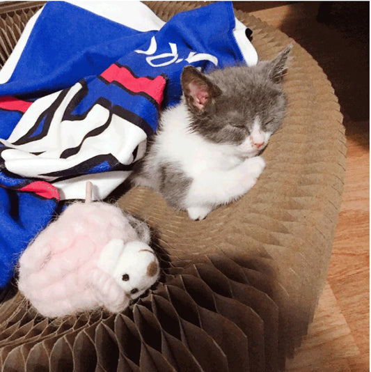 The "Magic Organ" Shape-Shifting Scratcher